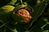 WALNUT