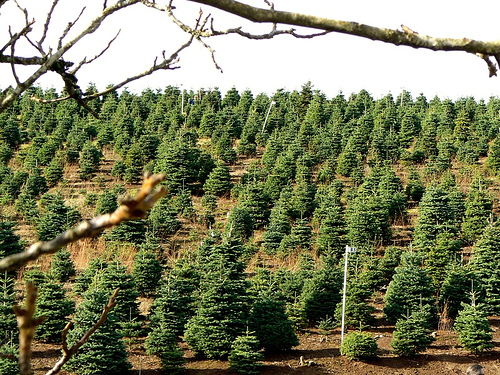 Christmas tree farming