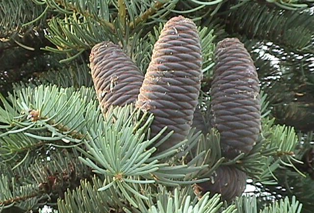 Abies_concolor_01