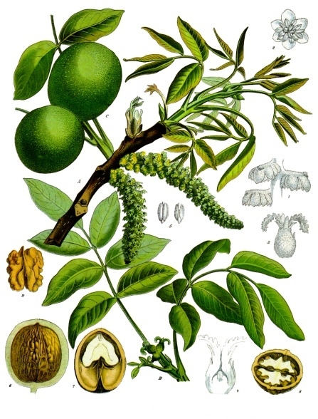 Juglans_regia_-_Köhler–s_Medizinal-Pflanzen-081