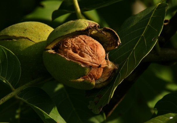 Juglans_regia_Echte_Walnussfrucht_3