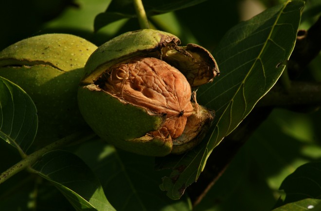 Juglans_regia_Echte_Walnussfrucht_3