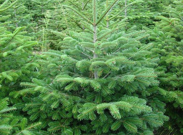 abies normandiana